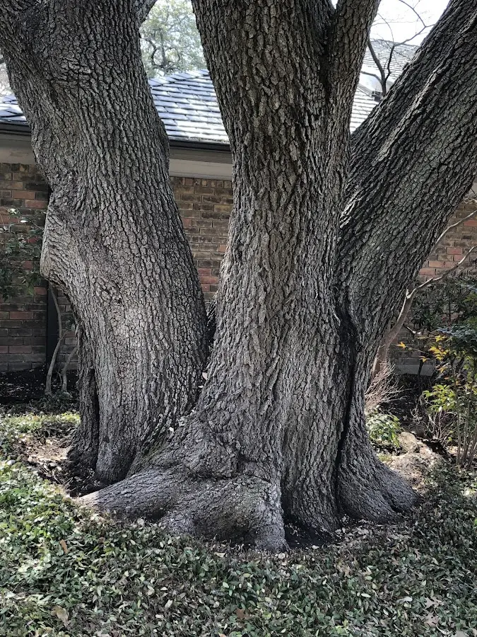 Mature heritage tree close to a Jacksonville Beach property cared for by certified arborists